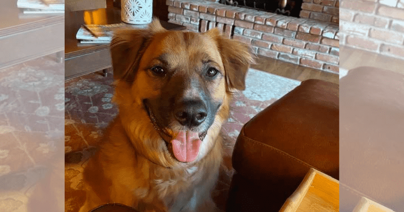 Family dog who went missing after a car crash shows up to herd sheep on a random farm two days later