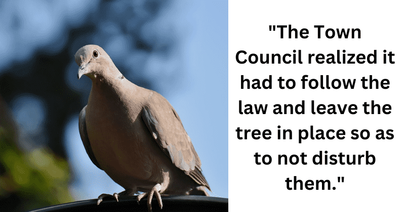 A pigeon is stalling the removal of a Christmas tree in this Yorkshire town center