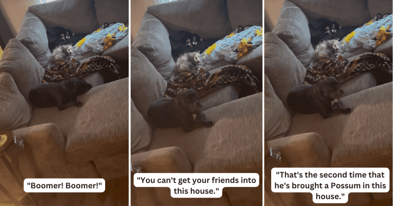 Dog repeatedly invites his possum friend to cuddle and have sleepovers at home: 'You're coming home with me'