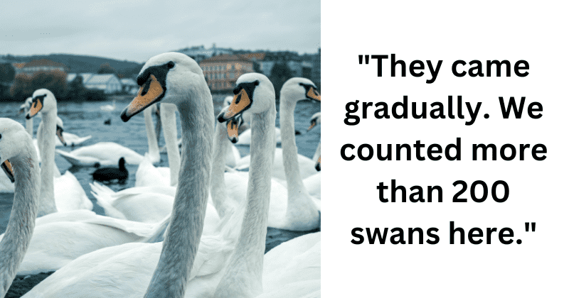 Swans in Slovakia are being sent to 'detox' after getting addicted to poppy fields