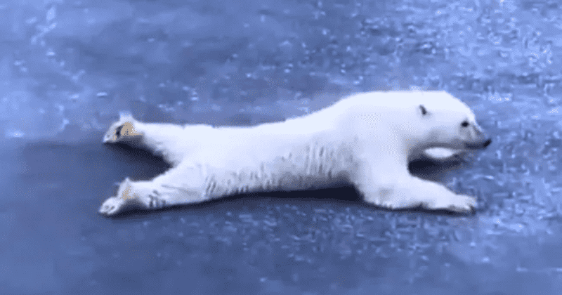 Polar bear cleverly crossing thin ice without breaking it is the physics lesson we needed
