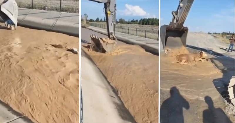 Crane operator saves cow by scooping it out from raging water in canal with incredible timing