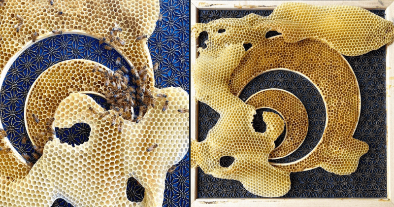 Artist creates embroidery art with the help of bees in this golden inter-species collaboration