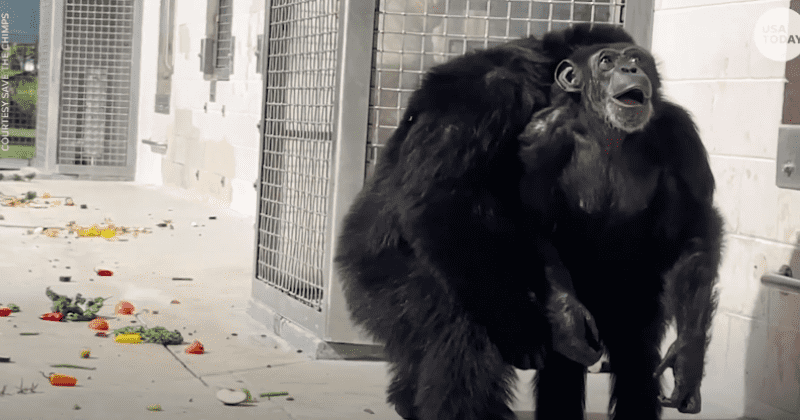 Chimpanzee's reaction to seeing the sky for the first time after being caged for 28 years has us emotional