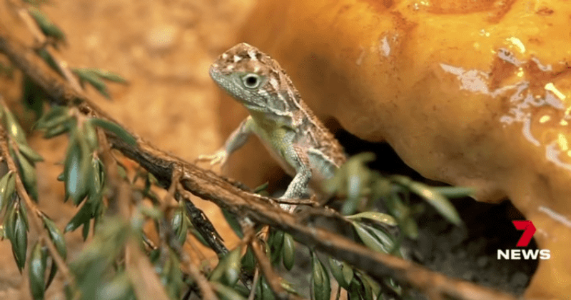 Earless dragon considered 'extinct' for 50 years has been spotted in a secret location