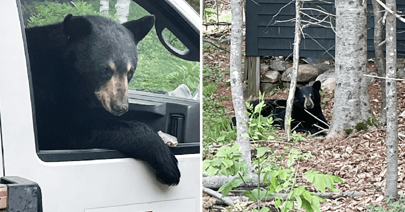 ‘Barry’ the bear unfortunately got 'fired' from his job on day 1 after eating his coworkers’ lunch