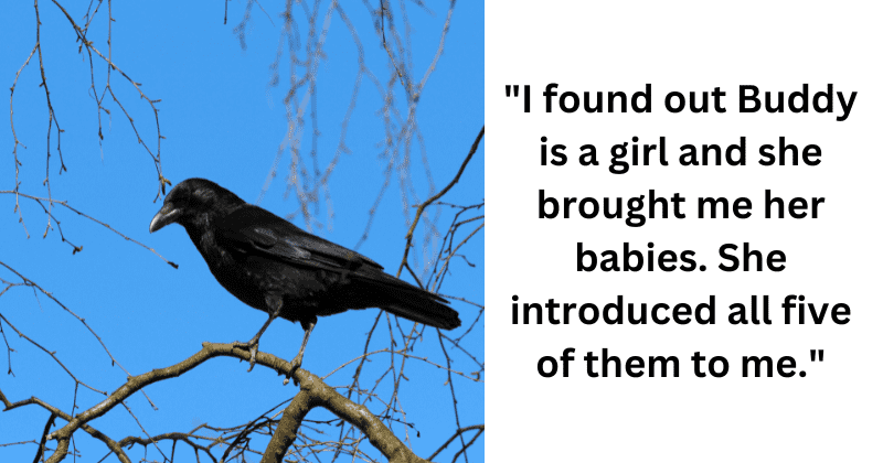 Woman develops a heartwarming friendship with a mama crow and her five babies: 'A Disney movie' 