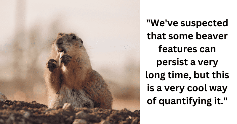Efforts of beavers have led to the survival of 150-year-old dams in the US, study finds
