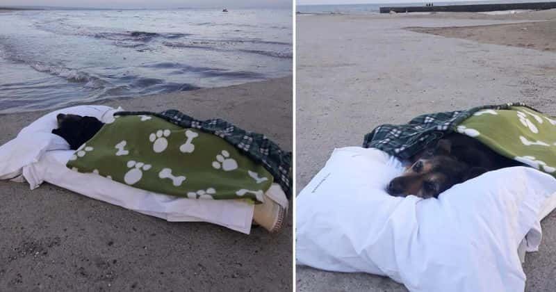 Man made a bed for his elderly dog at the beach so she could see the sea one last time