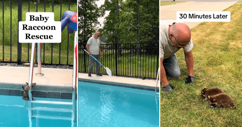 Couple saves a stranded raccoon from the pool and reunites him with his family: 'The chosen one'