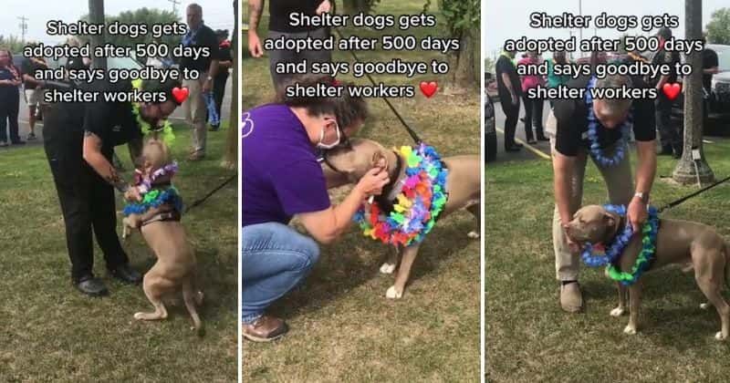 Shelter staff gives a special farewell to the dog who got adopted after 500 days: 'Made me weep'