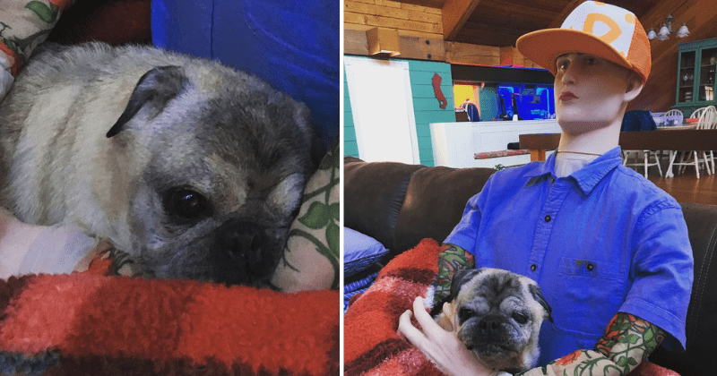 Pet parents come up with an ingenious hack to handle their aging dog's separation anxiety