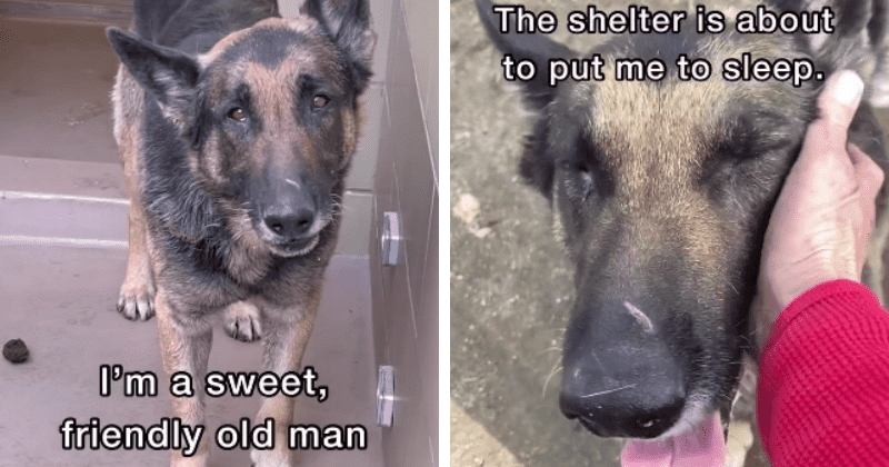 Grieving mom who was scared of dogs adopts an old German Shepherd to save him from euthanasia