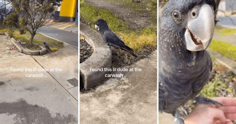 Good Samaritan reunites lost exotic cockatoo with owner: 'All hail the cockatoo distribution system'