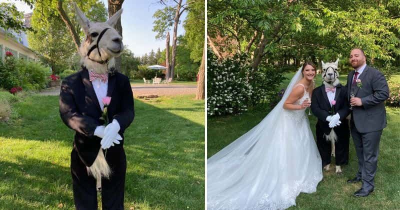 Llama dressed as a groomsman fulfilled all the fairytale wedding dreams of the bride