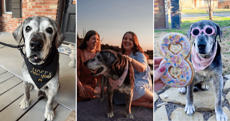 Foster dog given a month to live survived another year and completed her bucket list: 'She thrived'