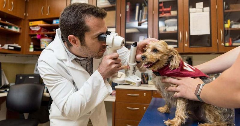 Doctors successfully use eye tissue from one canine to save another dog's eye: 'The stars aligned'