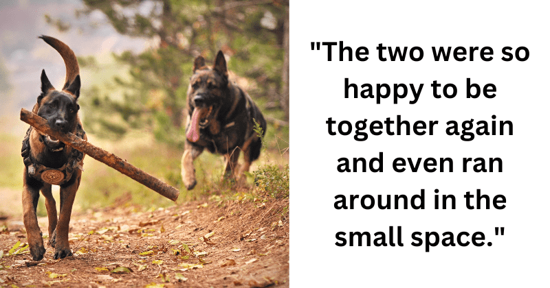 Two dogs get adopted together after one jumps over a wall to be with another: 'There's my girl'