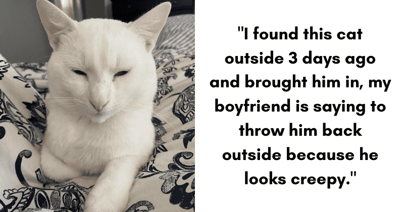 People gush over rescued white cat after rescuer's boyfriend claims he looks 'creepy'
