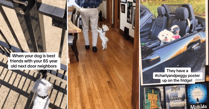 Dog develops adorable relationship with 85-year-old neighbors living next door: 'What sweethearts'