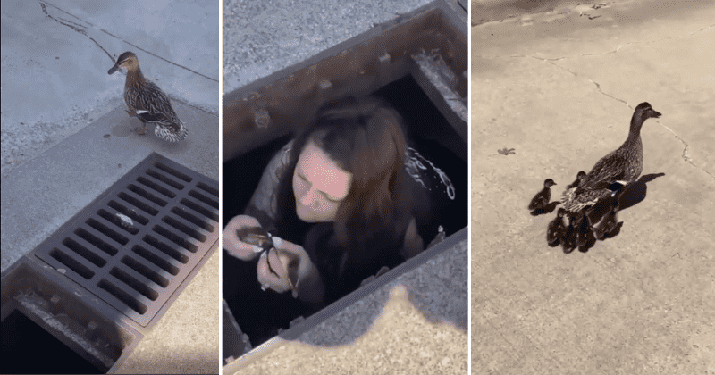 Heroic woman steps into a storm drain to rescue ducklings who fell through the gaps