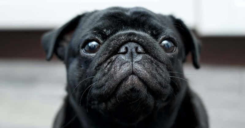 Driver stops train to rescue frightened dog and reunites her with her 60-year-old owner 
