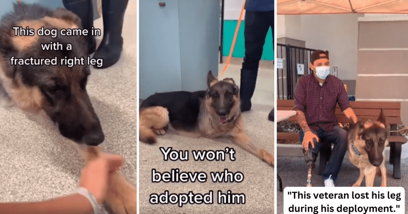 Veteran who lost a limb during deployment adopts three-legged dog in wholesome story