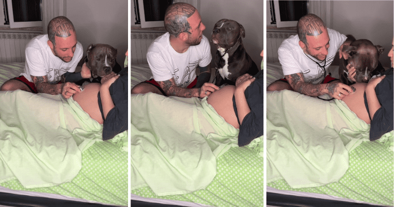 Precious moment captures dog's adorable reaction to heartbeats from pregnant owner's belly 