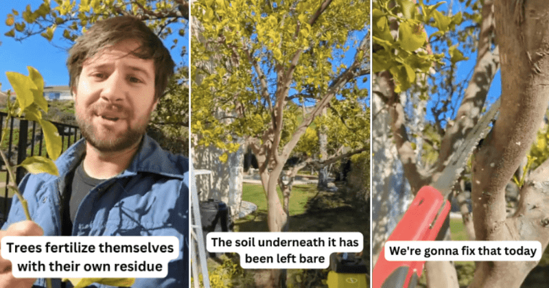Farmer explains a brilliant no-cost gardening tip to maximize your fruit yield at home