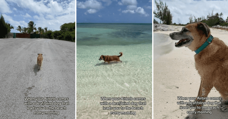 Beach dog with visual and hearing impairment is the best guide for a family on vacation