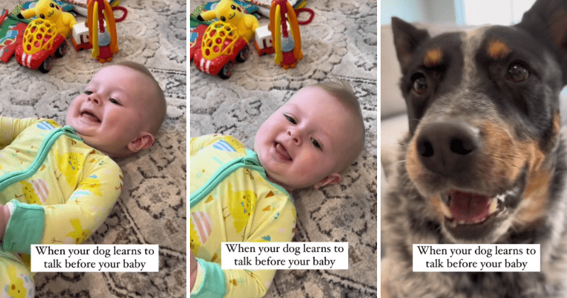 Adorable pet dog won many hearts after saying 'mama' before the baby does: 'I audibly gasped'