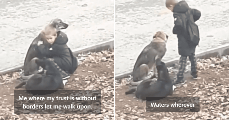 Young boy's heartwarming gesture towards stray animals is winning everyone's hearts