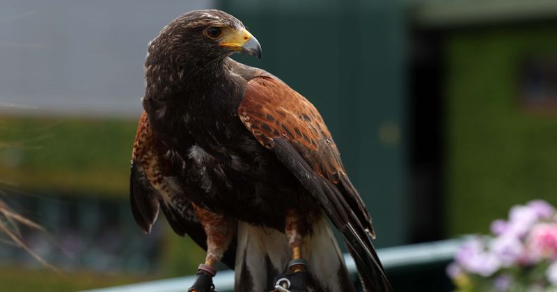Meet Rufus the Hawk, he has been keeping the pigeons off the Wimbledon court for 15 years