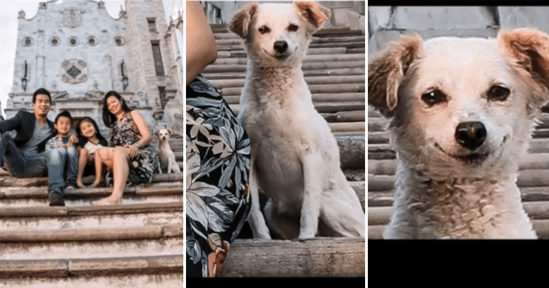 Adorable stray dog photobombs family picture and his smile wins everyone's hearts
