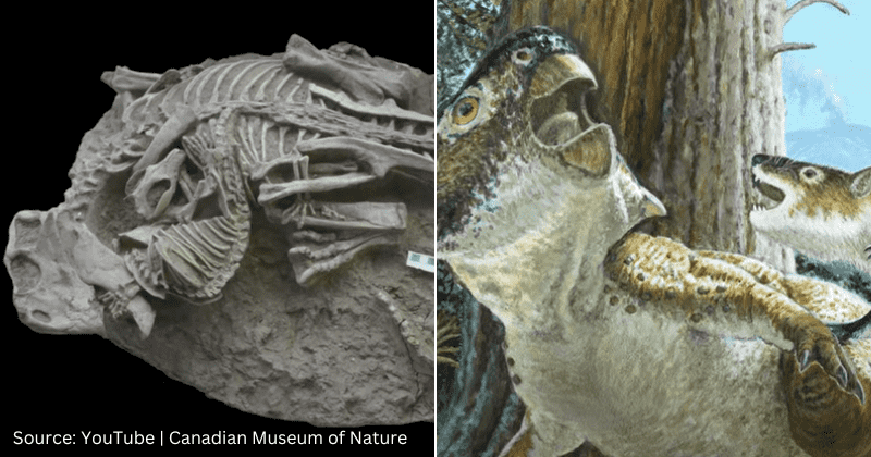 Rare fossil discovery in China hints at mammals hunting dinosaurs in epic showdown