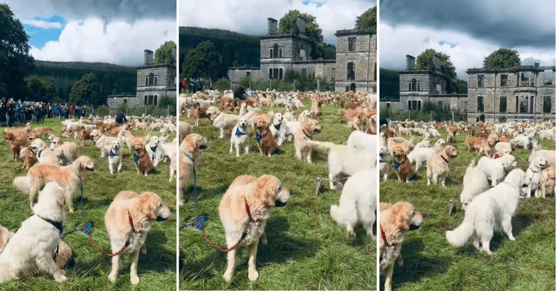 500 golden retrievers gather in Scottish Highlands to celebrate 155 years of the breed