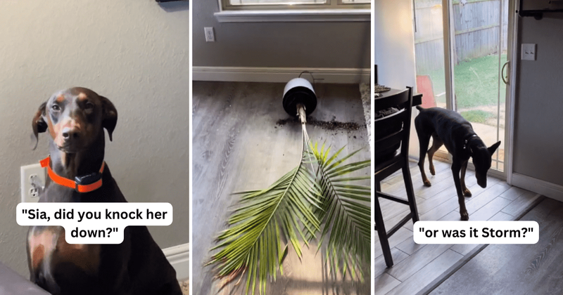 Playful Doberman dog hilariously exposes her sibling who knocked over a plant: 'Snitches get stitches'