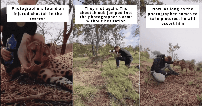 Hurt cheetah remembers photographer who helped him and becomes friends with him