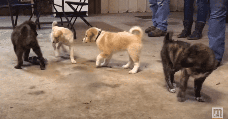 Bachelor party in the woods quickly turned into an adorable puppy rescue mission