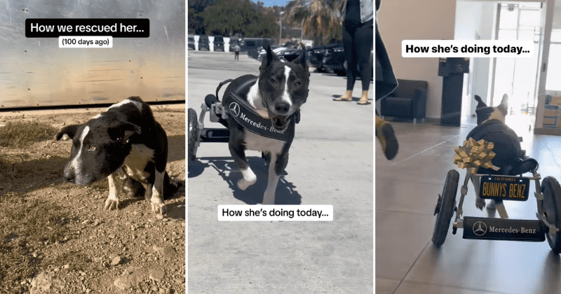 A social media comment got this disabled dog a special wheelchair from Mercedes-Benz