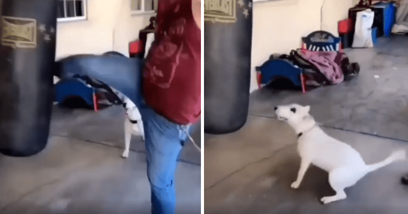 Dog hilariously imitates human friend and tries to hit punching bag like a pro