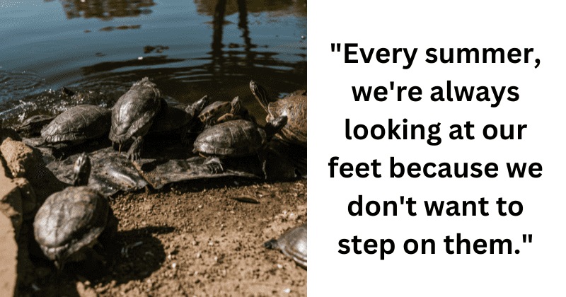Eco-friendly dry cleaners pave the way for safe turtle crossings on busy road outside the store