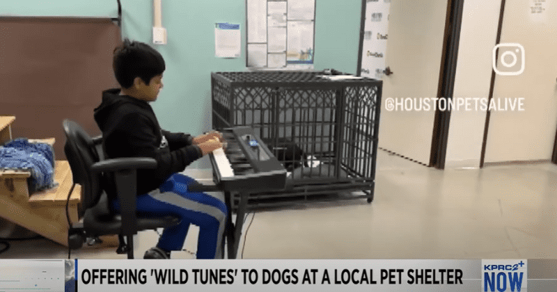 10-year-old boy plays music to calm down homeless dogs in an animal shelter: 'Was a wild success'