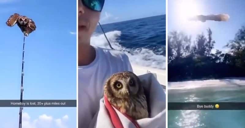 Two men applauded for saving an owl that was lost at sea: 'Good job'