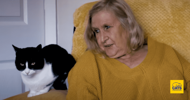 Zebby the support cat named national cat of the year for helping owner with hearing impairment