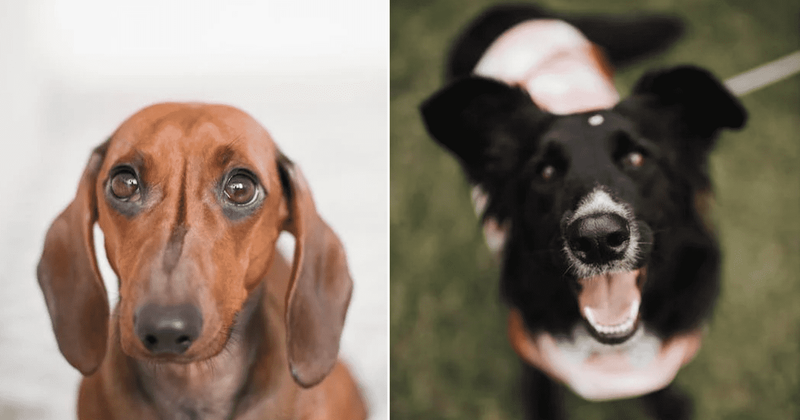 Man asks people to decode his dog's cute gesture and the reactions are just too adorable