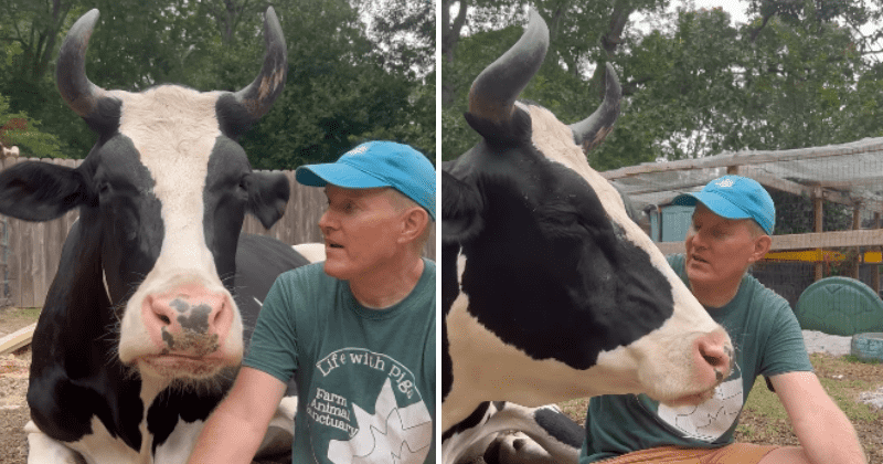 Man shares a precious friendship and bond with a cow he rescued from slaughter: '1,000-pound puppy'