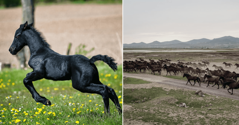 Spain harnesses the power of horses to deal with wildfires, drawing from global success stories