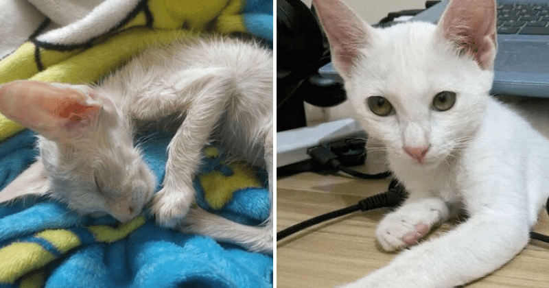 Kind fellow rescued a stray kitten and documented the kitten's recovery journey online
