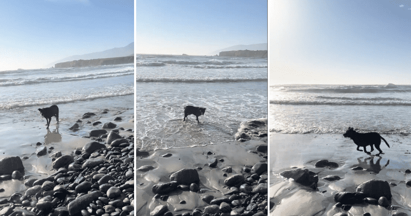 Dog undergoing arthritis treatment turns into a happy 'puppy' on his favorite beach